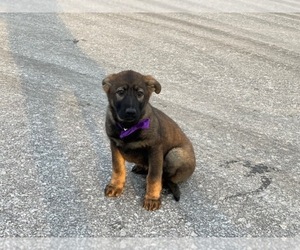 German Shepherd Dog Puppy for sale in LANCASTER, PA, USA