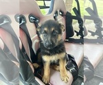 Small Photo #5 German Shepherd Dog Puppy For Sale in GILMER, TX, USA
