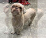 Small #1 Shih Tzu