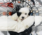 Small Photo #7 Maltipoo Puppy For Sale in VALLEY CENTER, CA, USA