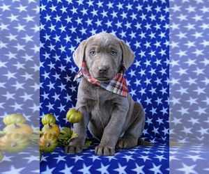 Labrador Retriever Puppy for sale in NOTTINGHAM, PA, USA