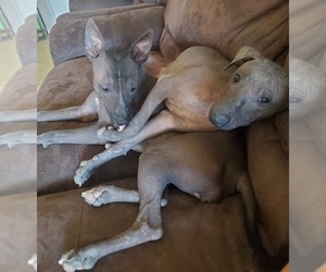 Father of the Xoloitzcuintli (Mexican Hairless) puppies born on 07/03/2022