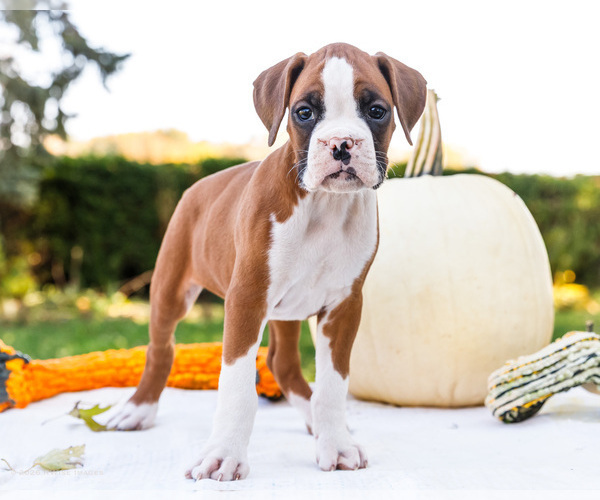 Medium Photo #5 Boxer Puppy For Sale in WAKARUSA, IN, USA