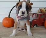 Small Photo #1 Boxer Puppy For Sale in HONEY BROOK, PA, USA