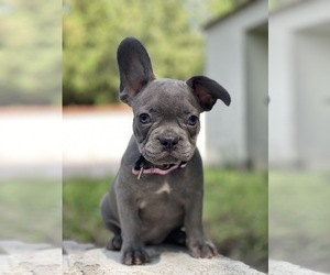 French Bulldog Puppy for sale in ERIAL, NJ, USA