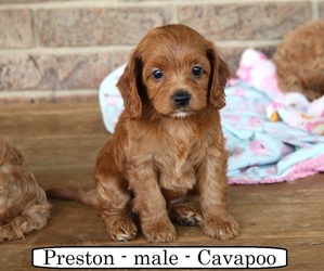 Cavapoo Puppy for Sale in CLARKRANGE, Tennessee USA