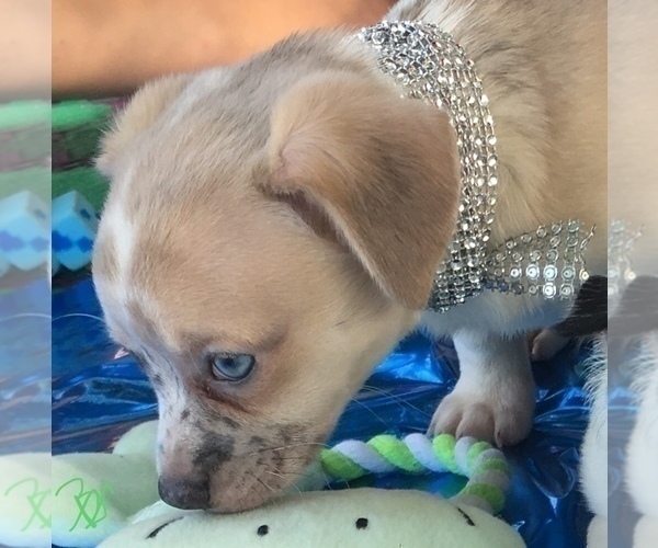 Medium Photo #12 French Bullhuahua Puppy For Sale in YPSILANTI, MI, USA