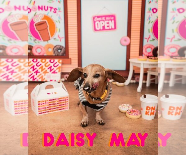 Medium Photo #19 Dachshund Puppy For Sale in San Antonio, TX, USA