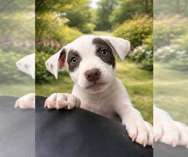 Medium Photo #8 Labrador Retriever-Staffordshire Bull Terrier Mix Puppy For Sale in Cave Creek, AZ, USA