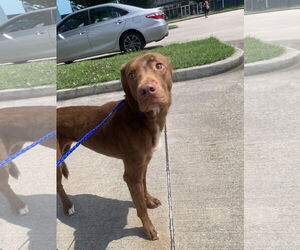 Labrador Retriever-Unknown Mix Dogs for adoption in New Orleans, LA, USA