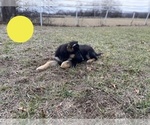 Small Photo #9 German Shepherd Dog Puppy For Sale in BOLIVAR, MO, USA