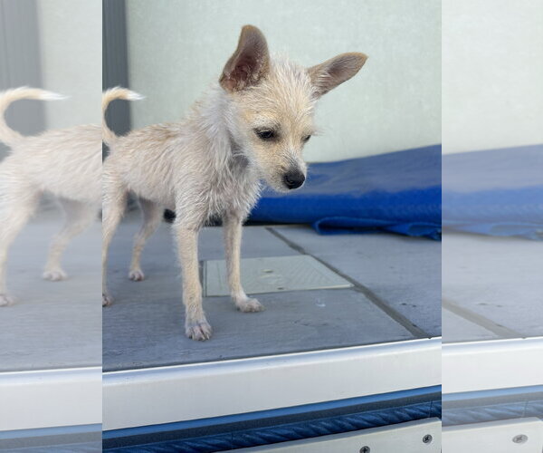 Medium Photo #8 Chihuahua-Unknown Mix Puppy For Sale in Sandy, UT, USA
