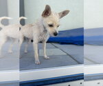 Small #7 Chihuahua Mix