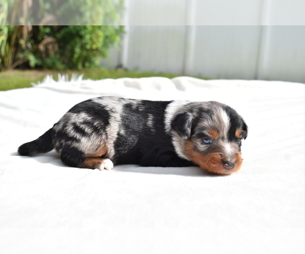 Medium Photo #2 Miniature Australian Shepherd Puppy For Sale in PALM COAST, FL, USA