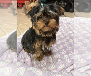 Yorkshire Terrier Puppy for sale in VALRICO, FL, USA