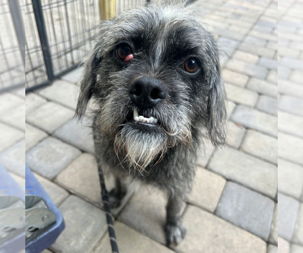 Medium Photo #1 Border Terrier-Unknown Mix Puppy For Sale in Chico, CA, USA