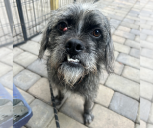 Border Terrier-Unknown Mix Dogs for adoption in Chico, CA, USA