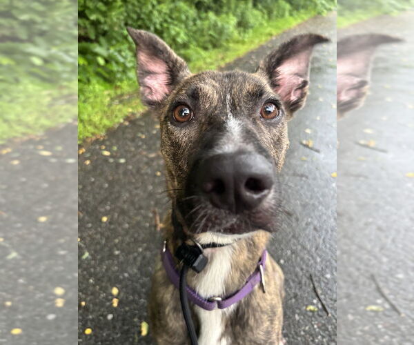Medium Photo #25 Labrador Retriever-Mountain Cur Mix Puppy For Sale in Brewster, NY, USA