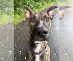 Small #24 Labrador Retriever-Mountain Cur Mix