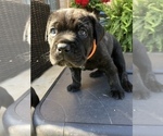 Small Photo #6 Cane Corso Puppy For Sale in MCDONOUGH, GA, USA