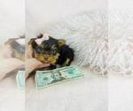 Small #38 Yorkshire Terrier