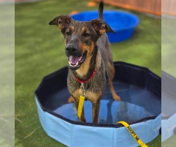 Medium Photo #1 Mutt Puppy For Sale in Las Vegas, NV, USA