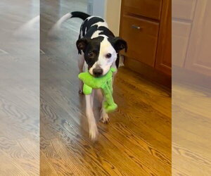 Paige #3 - Female Staffordshire Bull Terrier-Unknown Mix Dog for Adoption - Photo #2