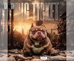 Small #8 American Bully