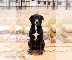 Jett-$75 Adoption Fee! Diamond Dog! - Male Labrador Retriever-Unknown Mix Dog for Adoption - Photo #20