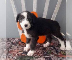 Poodle (Standard)-Siberian Husky Mix Puppy for sale in CANAJOHARIE, NY, USA