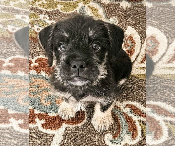 Medium Photo #1 Mutt Puppy For Sale in Corona, CA, USA