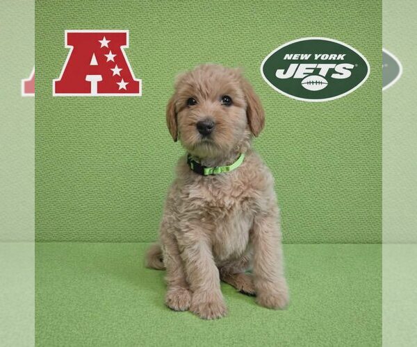 Medium Photo #1 Poodle (Standard)-Unknown Mix Puppy For Sale in New Oxford , PA, USA