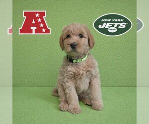 Poodle (Standard)-Unknown Mix Dogs for adoption in New Oxford , PA, USA