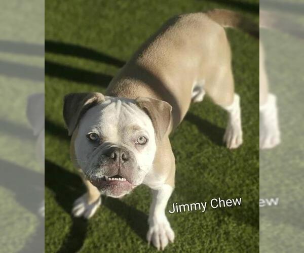 Medium Photo #1 American Pit Bull Terrier-Bulldog Mix Puppy For Sale in Placerville, CA, USA