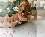Small Photo #23 Dachshund Puppy For Sale in PERRIS, CA, USA