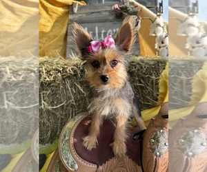 Yorkshire Terrier Puppy for sale in LANCASTER, MO, USA