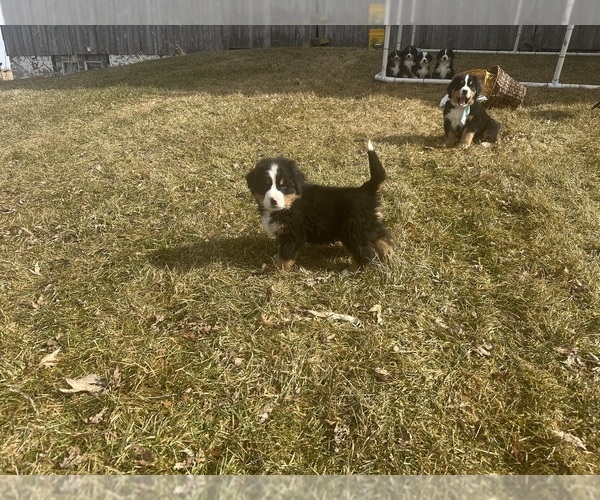 Medium Photo #11 Bernese Mountain Dog Puppy For Sale in ATHENS, WI, USA