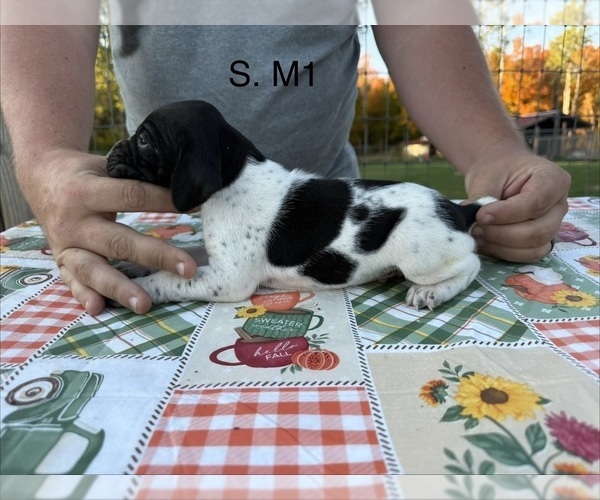 Medium Photo #14 German Shorthaired Pointer Puppy For Sale in ARGONNE, WI, USA
