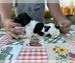 Puppy 5 German Shorthaired Pointer