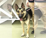 Small German Shepherd Dog