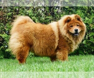 Mother of the Chow Chow puppies born on 06/04/2020