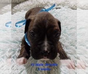 Boxer Puppy for sale in SAN JUAN, TX, USA