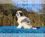 Small #10 ShihPoo