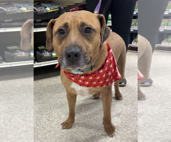 Medium Photo #4 American Pit Bull Terrier-Unknown Mix Puppy For Sale in Germantown, OH, USA