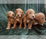 Small Photo #4 Goldendoodle Puppy For Sale in CINCINNATI, OH, USA