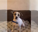 Small #11 Mutt