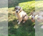 Puppy Big J Australian Shepherd