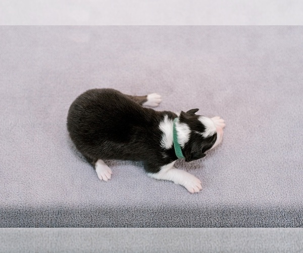 Medium Photo #7 Australian Shepherd Puppy For Sale in LA RUE, OH, USA
