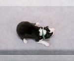 Small Photo #7 Australian Shepherd Puppy For Sale in LA RUE, OH, USA