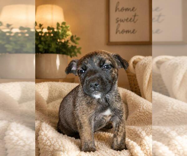 Medium Photo #1 German Shepherd Dog-Unknown Mix Puppy For Sale in Mooresville, NC, USA